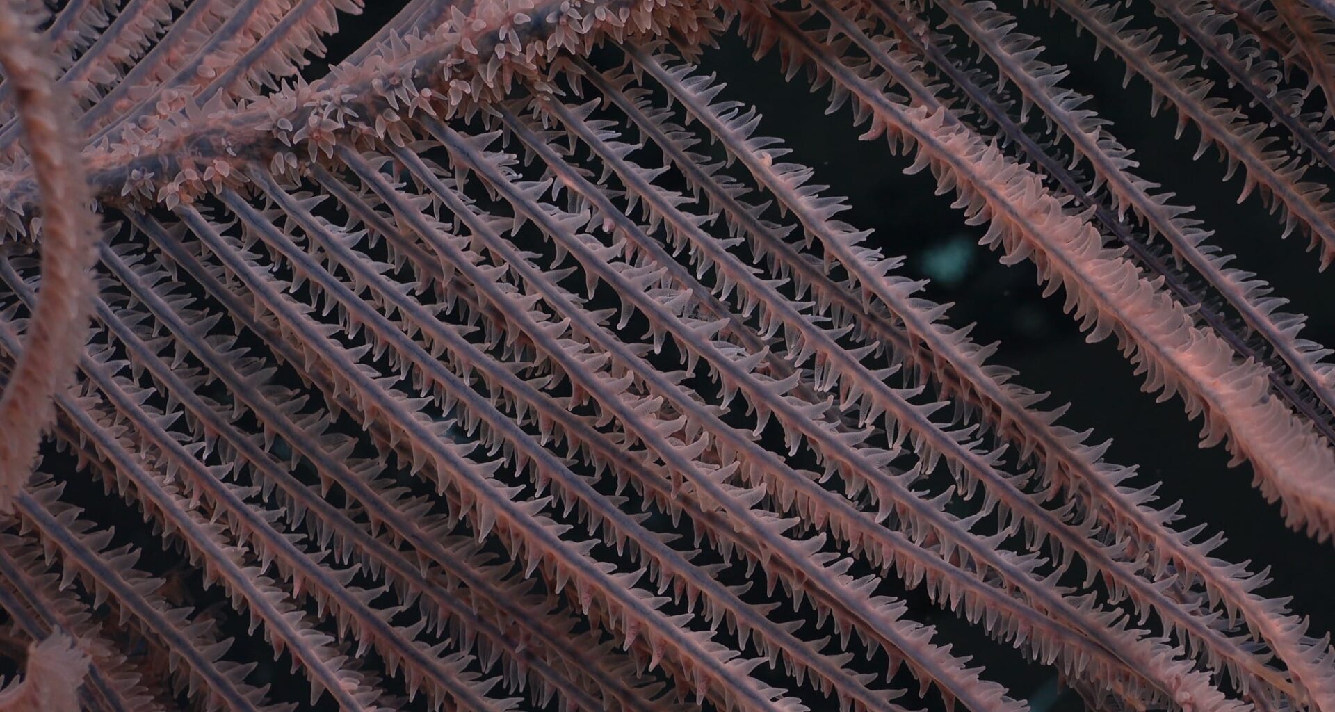 a detail of black coral fronds
