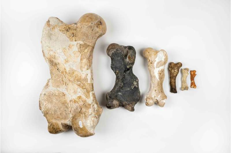 Scientists have figured out how extinct giant ground sloths got so big and where it all went wrong