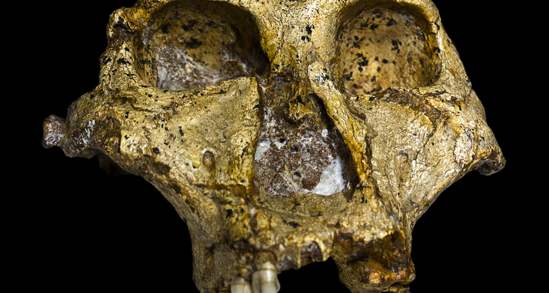 Enamel proteins from Paranthropus robustus teeth reveal biological sex and genetic variability