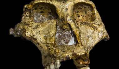 Enamel proteins from Paranthropus robustus teeth reveal biological sex and genetic variability