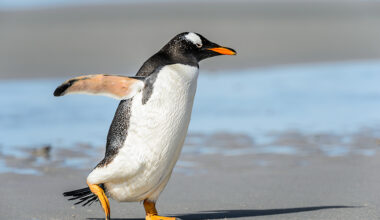 penguin seeming to run