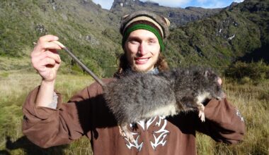 Massive 'giant woolly RAT' triple the size of regular rodent found as enormous creatures dubbed 'largest in the world'