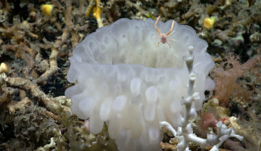 A translucent white sea sponge is pictured, with a small squat lobster hanging off it.