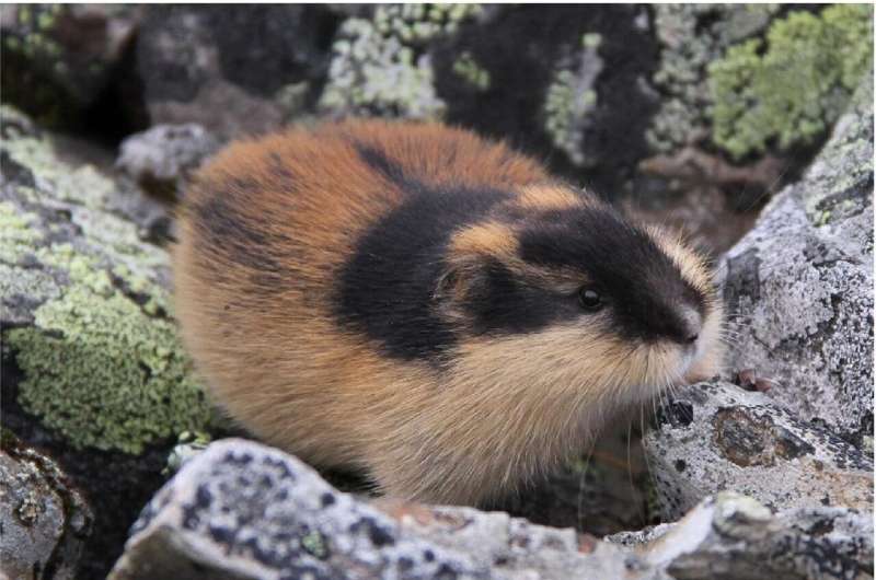 Study reveals different phases of evolution during ice age