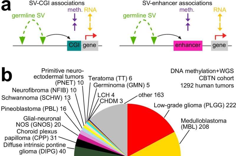 Study uncovers source of genetic variation influencing childhood brain tumors