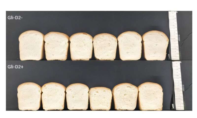 Targeting gluten: researchers delete proteins in wheat harmful to people with celiac disease