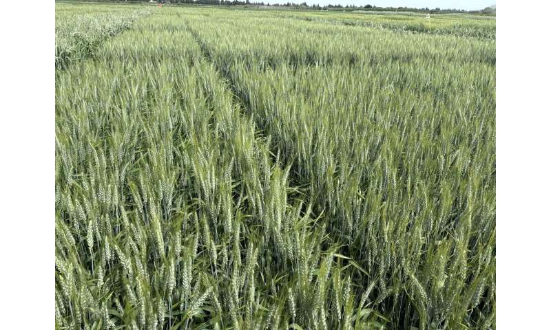 Targeting gluten: researchers delete proteins in wheat harmful to people with celiac disease