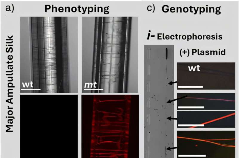 The first genetic editing in spiders with CRISPR‐Cas yields colorful silk