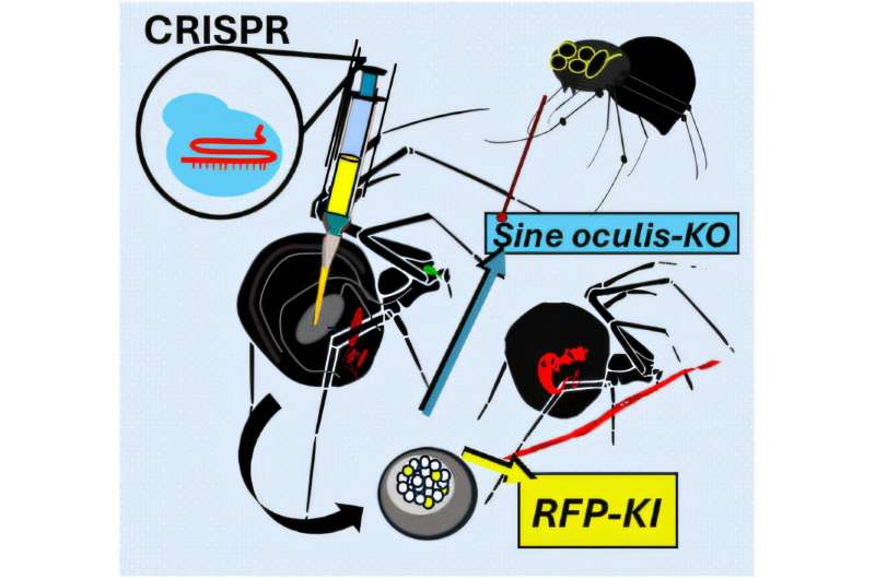 The first genetic editing in spiders with CRISPR‐Cas yields colorful silk