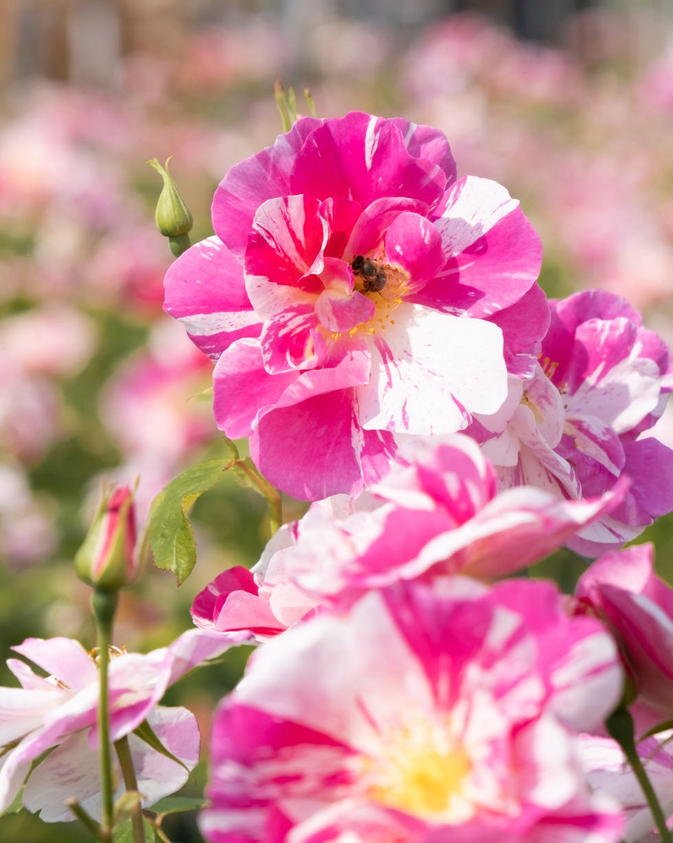 the kings rose