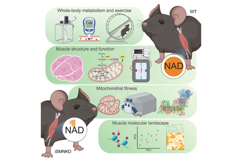 Time to bin your supplements? Low levels of NAD+ may not drive aging