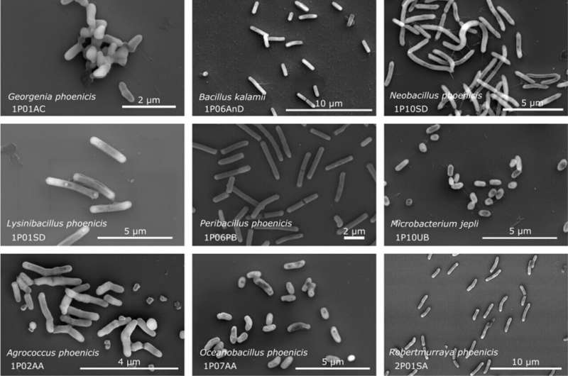 Tough microbes found in NASA cleanrooms hold clues to space survival and biotech