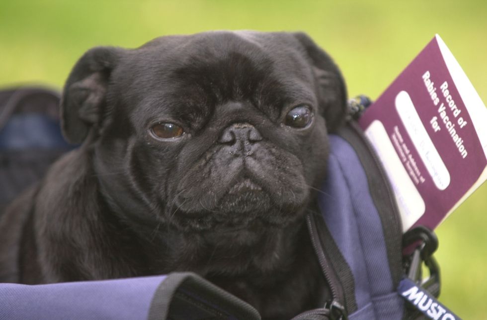 \u200bFrodo Baggins the pug was the first dog to travel with the pet passport in 2002