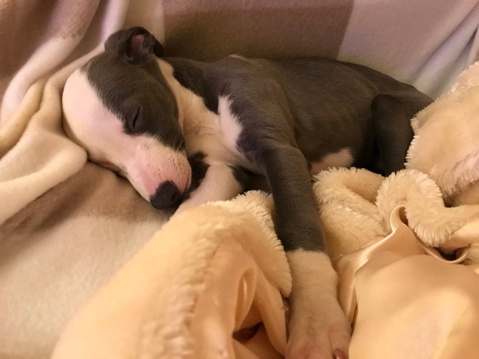 gracie