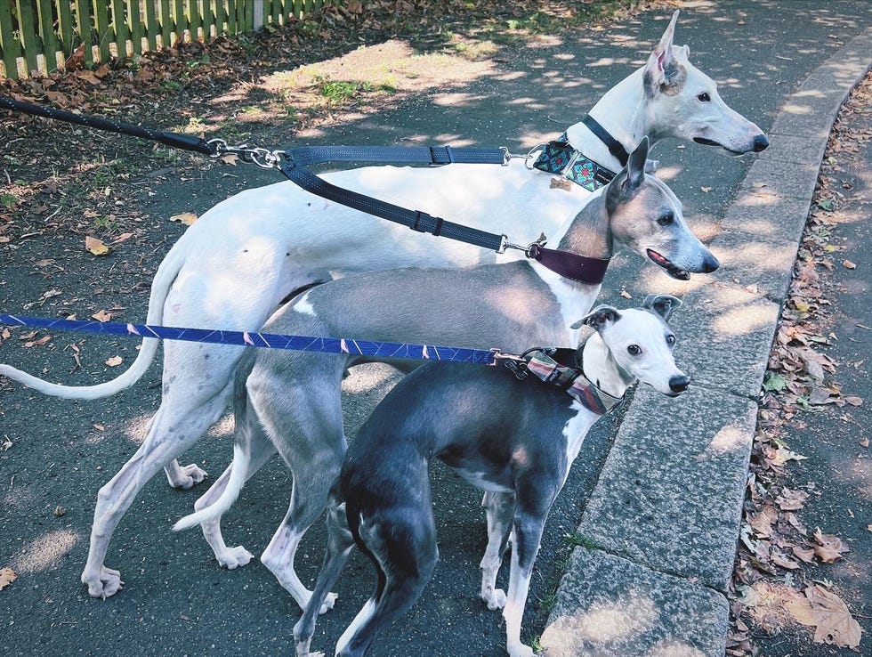 3 whippets
