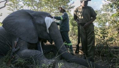 Zimbabwe is full of elephants and conflict with villagers is growing. A new approach hopes to help