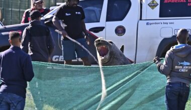 Large elephant seal found lumbering along South African street