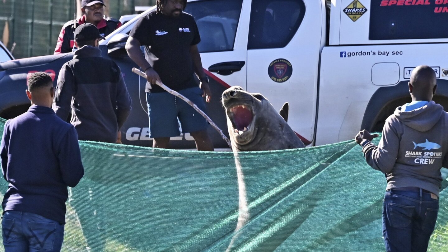Large elephant seal found lumbering along South African street