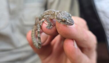 This flat-bodied South African gecko was a 'lost' species. It's been found again after 34 years