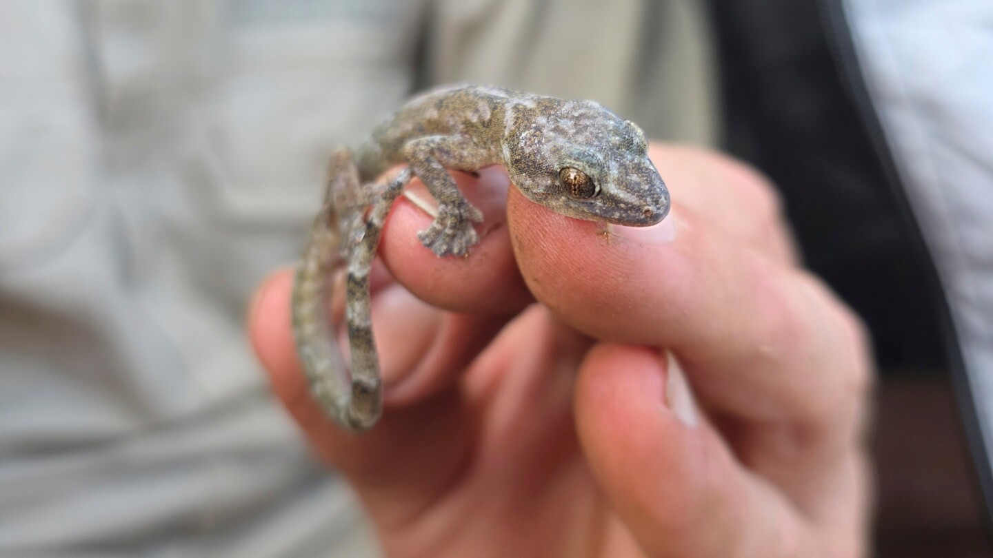 This flat-bodied South African gecko was a 'lost' species. It's been found again after 34 years