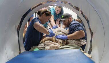 A 302-pound loggerhead sea turtle hit by a boat gets an oversize CT scan, with a surprise