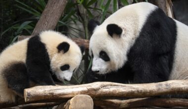 Meet Jia Jia and De De, Hong Kong's first locally born giant pandas