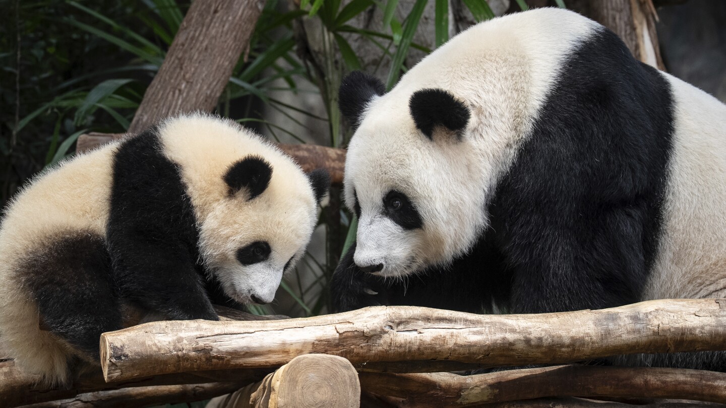 Meet Jia Jia and De De, Hong Kong's first locally born giant pandas