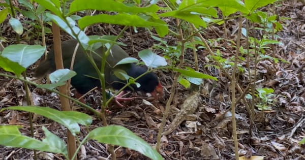 Rare footage of tuatara and takahē 'having a scrap'