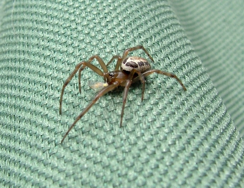 Noble false widow spider on green fabric.
