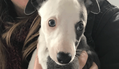 how a dog called Gracie saved my life