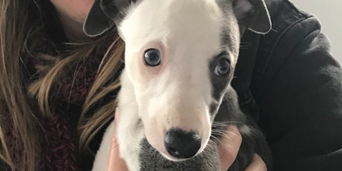 how a dog called Gracie saved my life