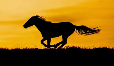 How horses run through a 'genetic stop sign'