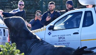 'How did you get here?' A large elephant seal is found lumbering along a South African street