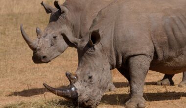 Poachers have killed over 100 rhinos in South Africa this year