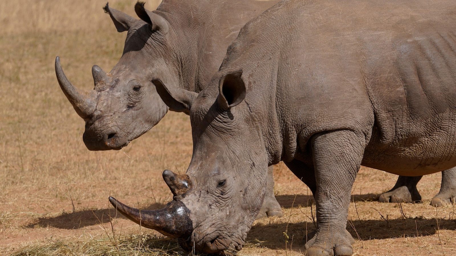Poachers have killed over 100 rhinos in South Africa this year