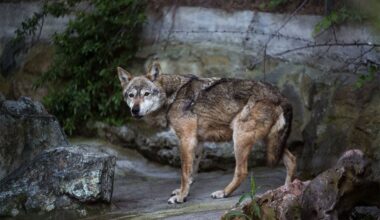 Wolf pack to be relocated from Mt Parnitha