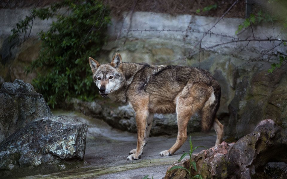 Wolf pack to be relocated from Mt Parnitha