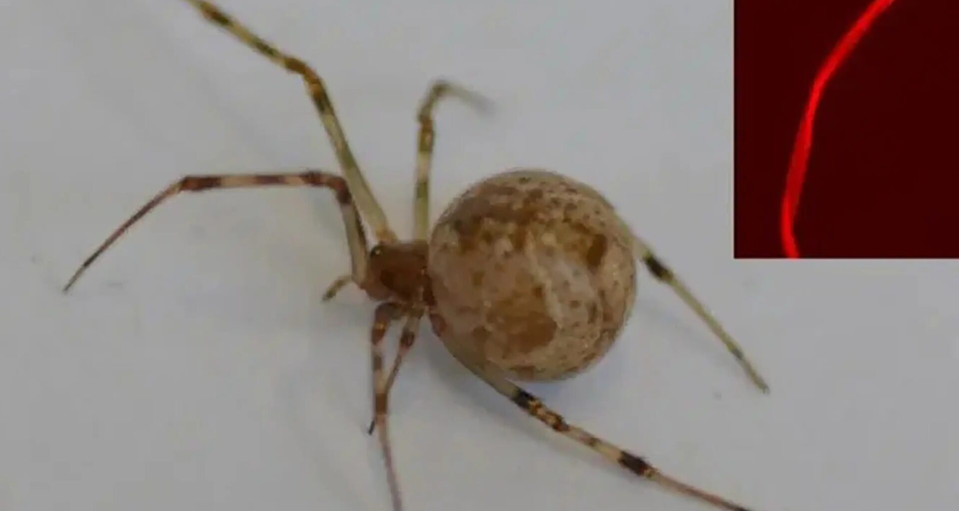 The World's First Genetically Modified Spider Spins Glowing Red Silk