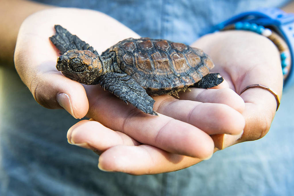 Hatchling turtle being held after being rescued in South Africa
