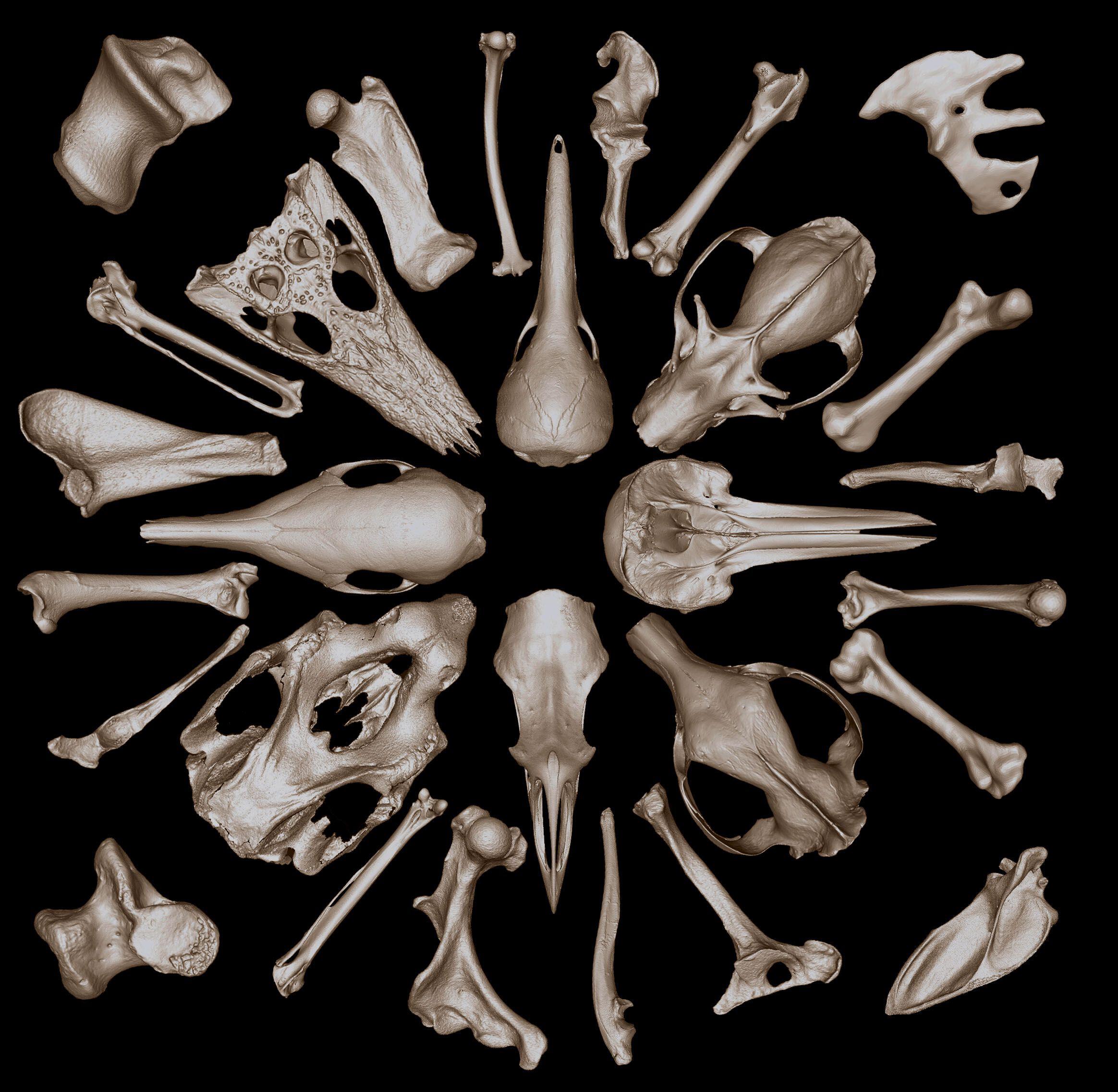 3D render of various Australian animal bones from the Ozboneviz database.
