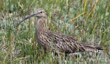 Warning over risk to endangered birds' nests from dogs