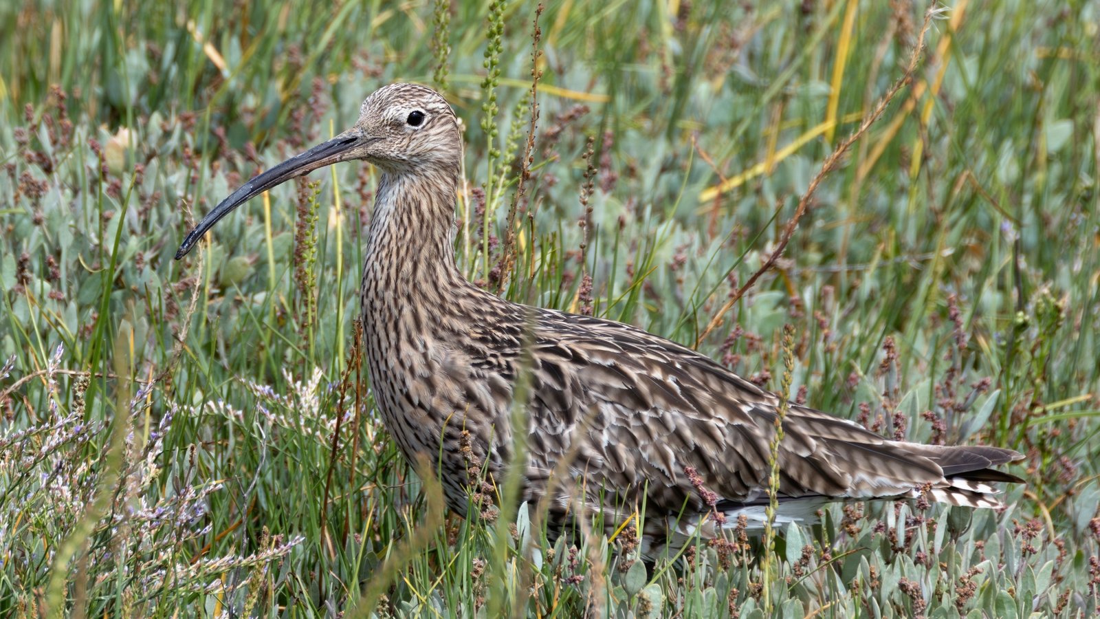 Warning over risk to endangered birds' nests from dogs