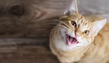 Is your cat loud or quiet? It could be in their genes
