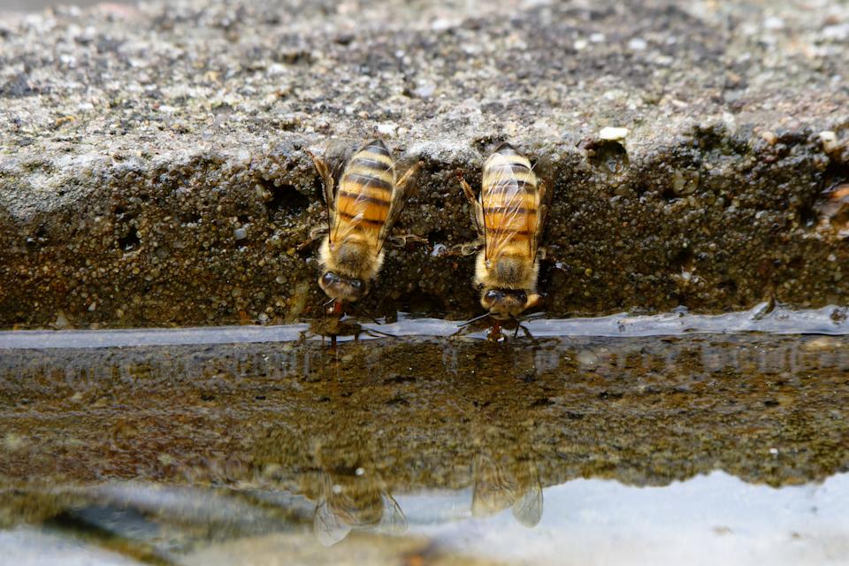 two bees drinking upside down at a pool of water in the summer heat