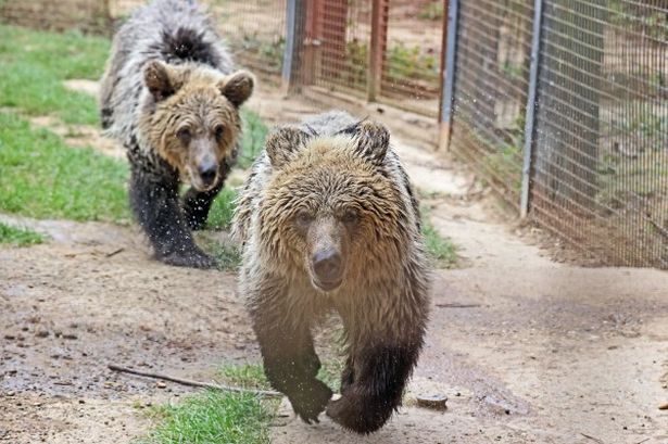 Bear cubs Mish and Lucy