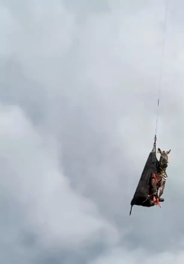 Ed being airlifted