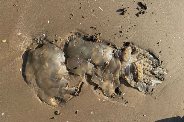 The remains of a "monster jellyfish" which was washed up on a Merseyside beach