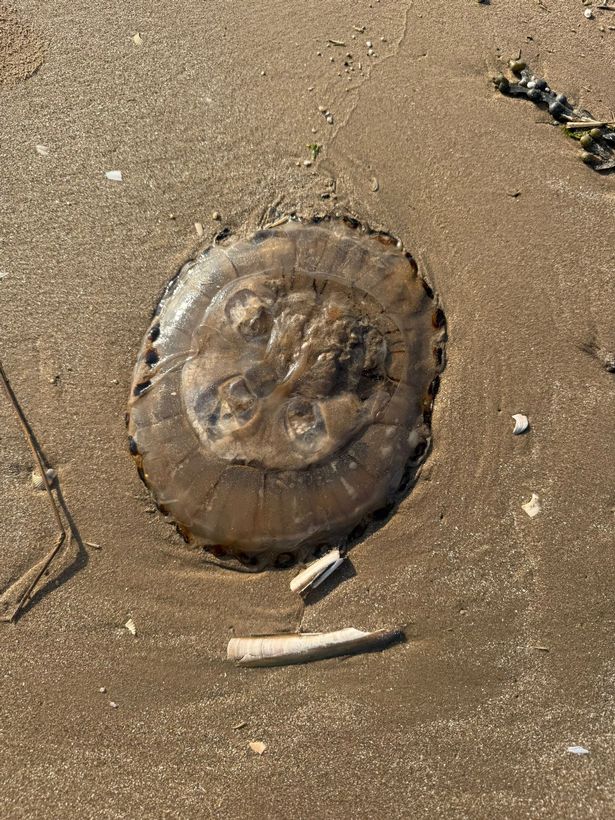 Jellyfish were scattered across Crosby beach