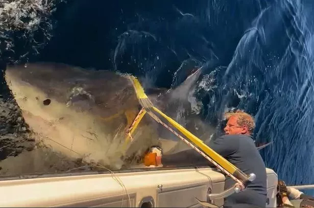 shark