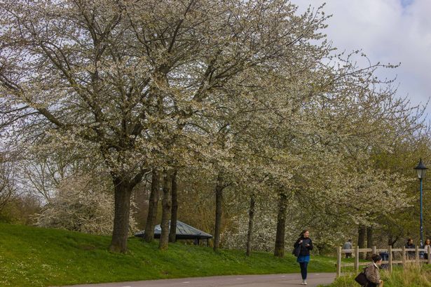 Spring blossom in Castle Park Bristol.
